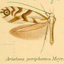 Image of Aristaea periphanes Meyrick 1907