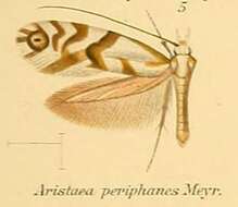 Image of Aristaea periphanes Meyrick 1907