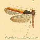 Imagem de Caloptilia zachrysa (Meyrick 1907)