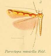 Imagem de Macarostola miniella (Felder & Rogenhofer 1875)