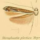Image of Stomphastis thraustica (Meyrick 1908)