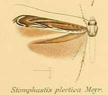 Image of Stomphastis thraustica (Meyrick 1908)