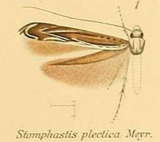 Stomphastis thraustica (Meyrick 1908)的圖片