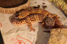 Image of Lichtenfelder's Gecko