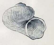Image of Dikoleps pruinosa (Chaster 1896)
