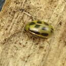 Image of Bean Leaf Beetle