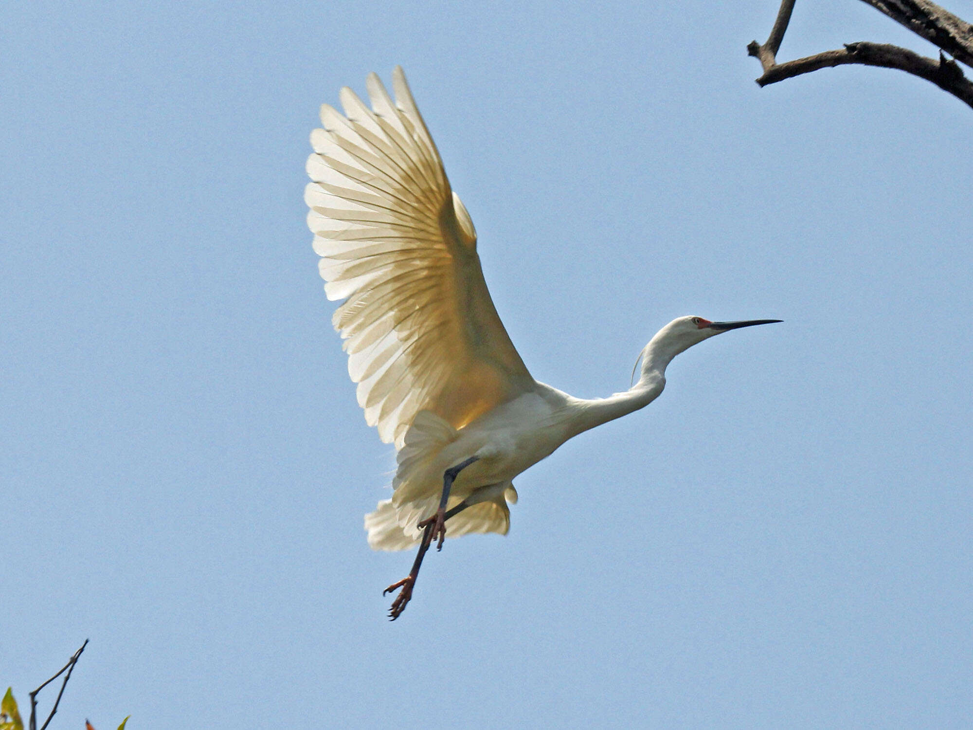 Image of Little Egret