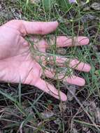 Image of stiffleaf false foxglove