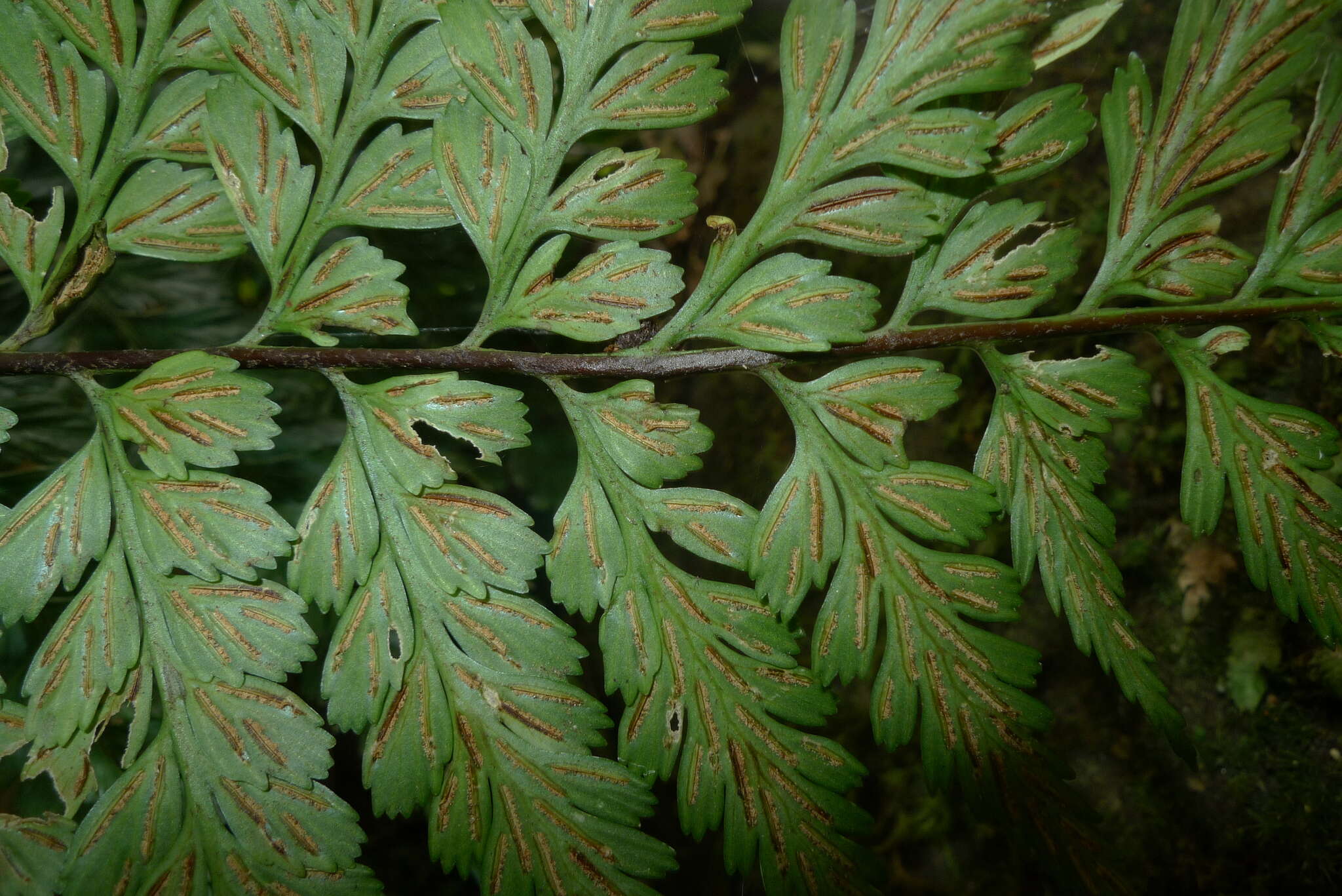 Image of Royal Spleenwort