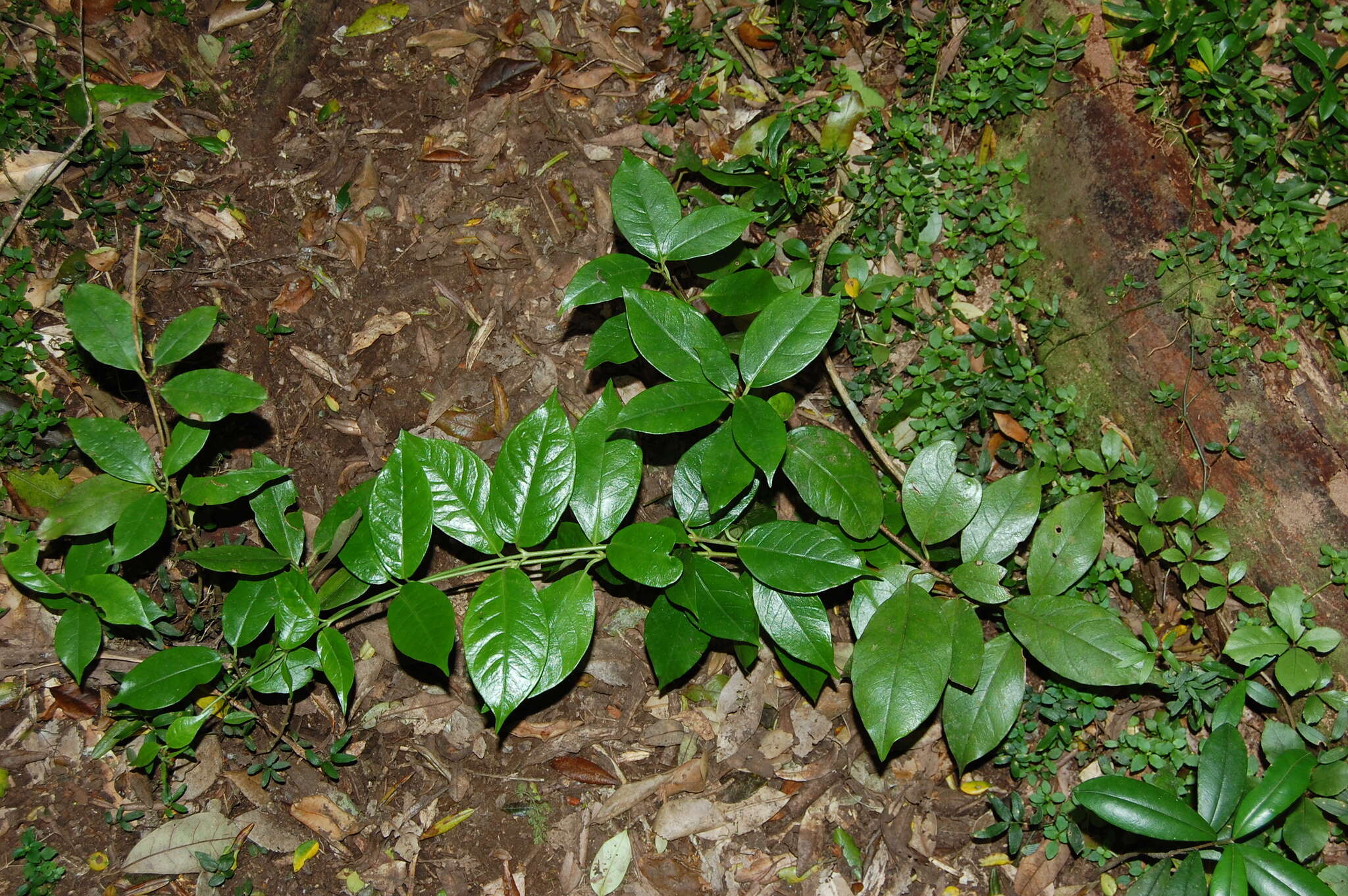 Image of Mandevilla pubescens (Willd. ex Roem. & Schult.) J. F. Morales