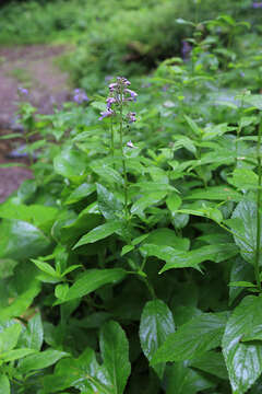 Imagem de Nepeta manchuriensis S. Moore