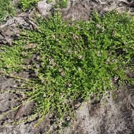 Image de Lobelia jasionoides (A. DC.) E. Wimm.