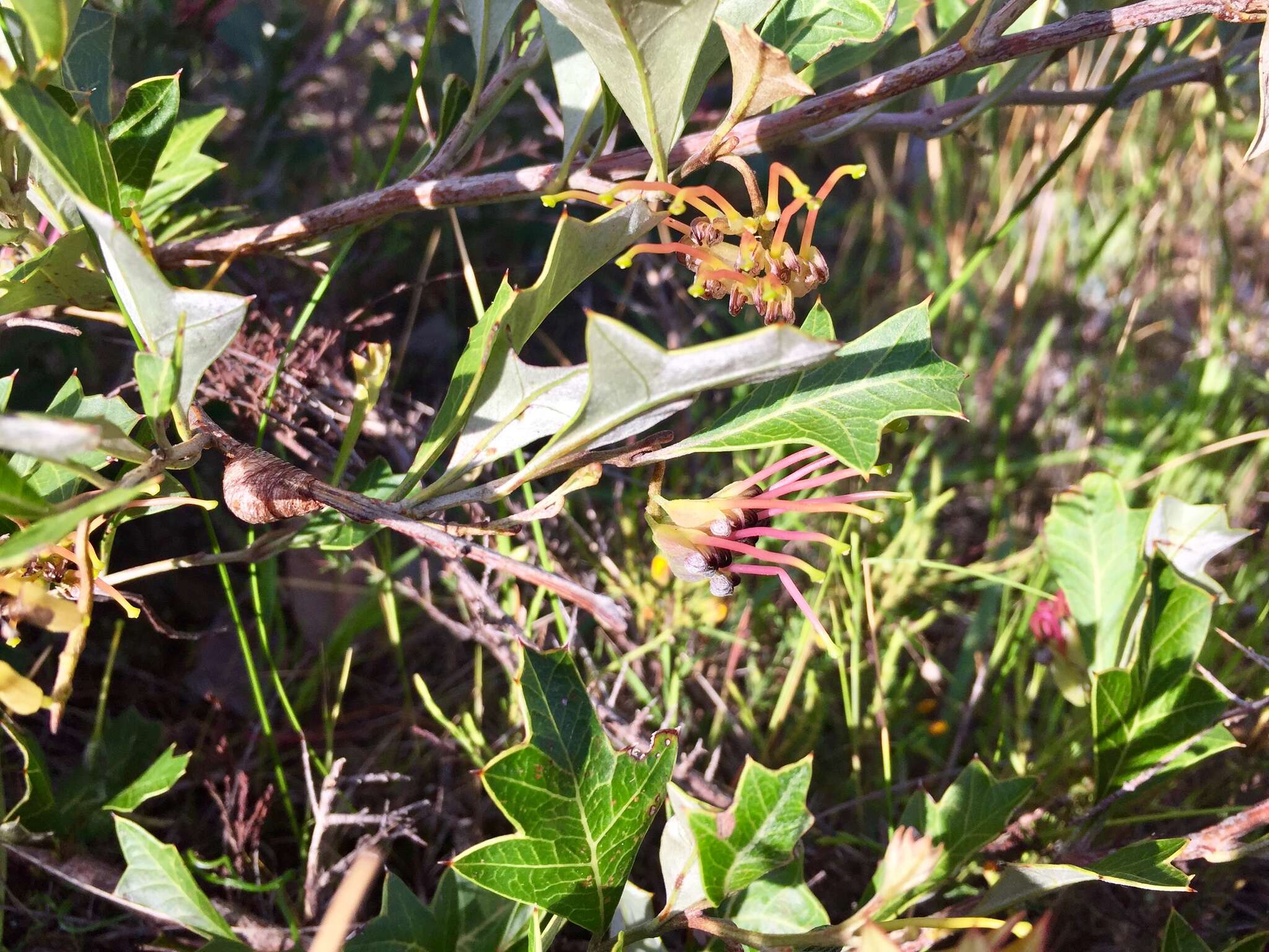 Image of Grevillea ilicifolia subsp. ilicifolia