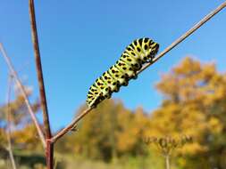 Image of Old World Swallowtail