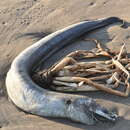 Image of Conehead eel