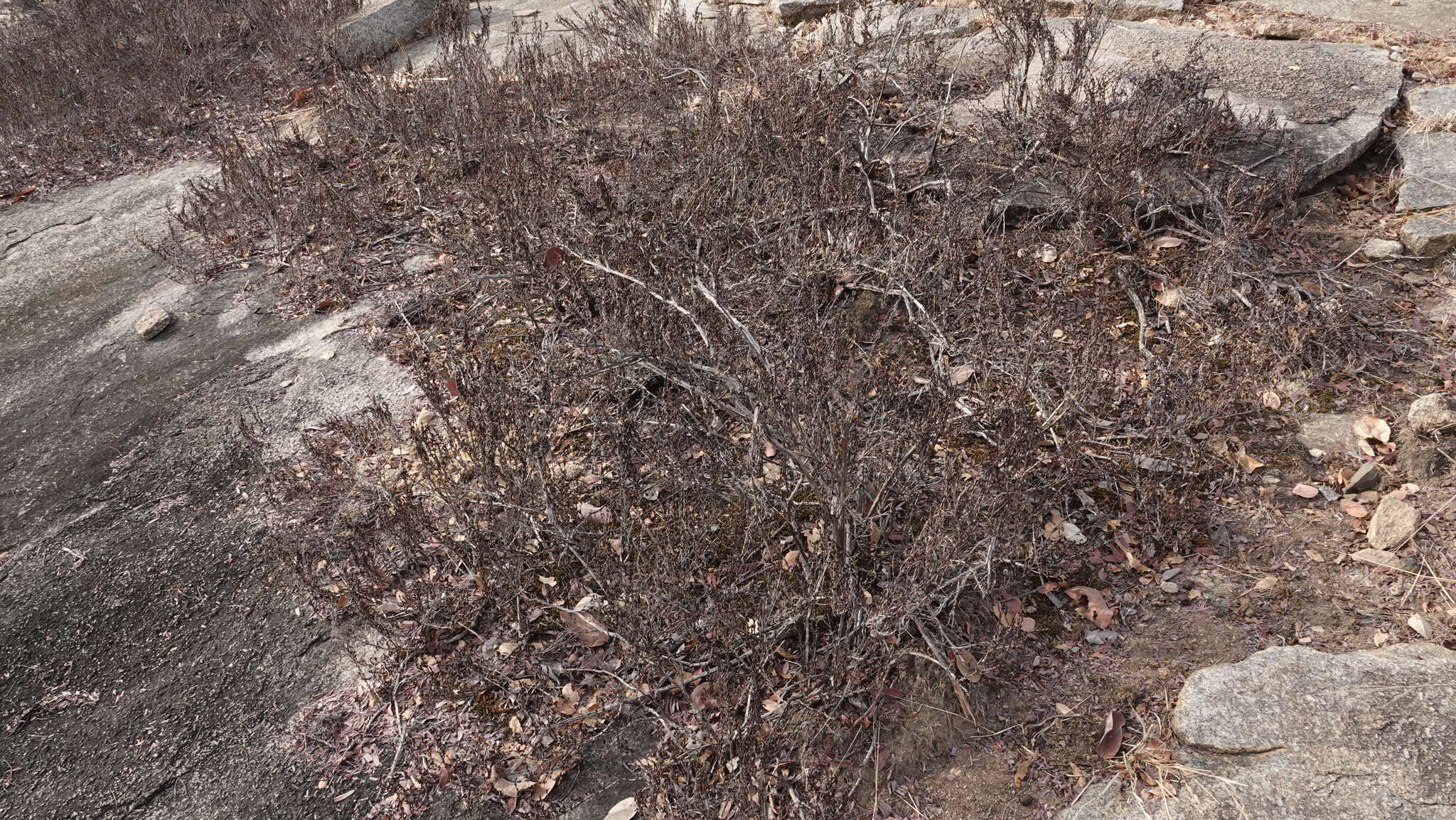 Image de Myrothamnus flabellifolius (Sond.) Welw.