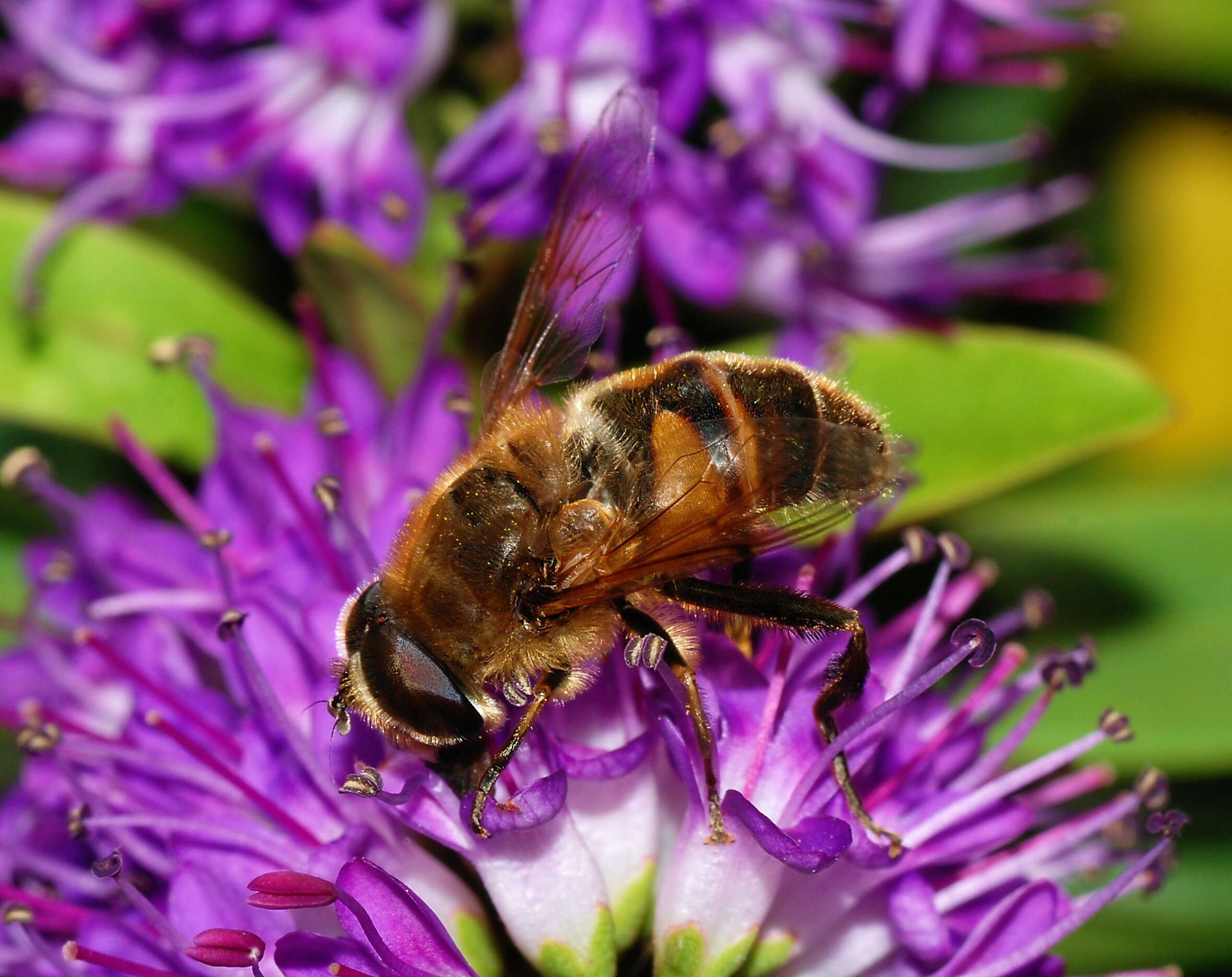 Слика од Eristalis tenax (Linnaeus 1758)