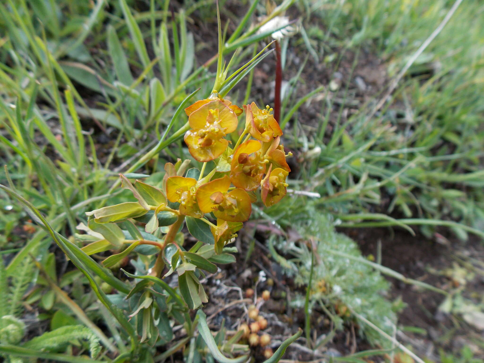 Image of Euphorbia iberica Boiss.