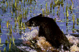 Image of American Black Bear