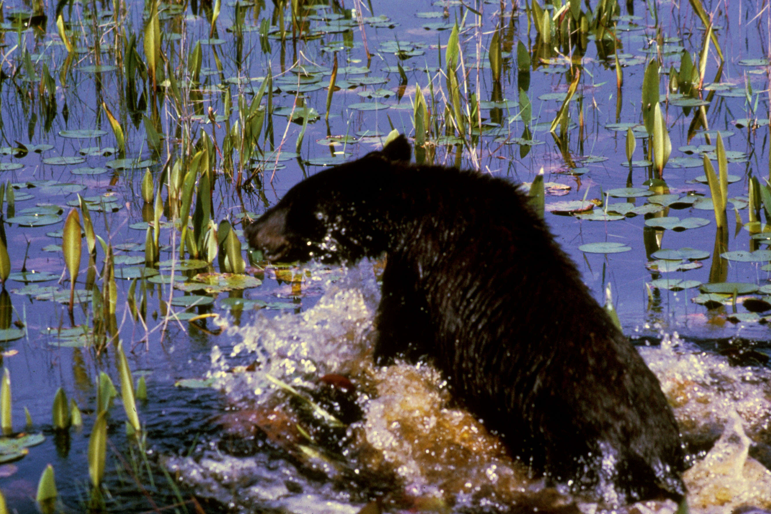 Image of American Black Bear