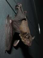 Image of Asiatic Lesser Yellow House Bat