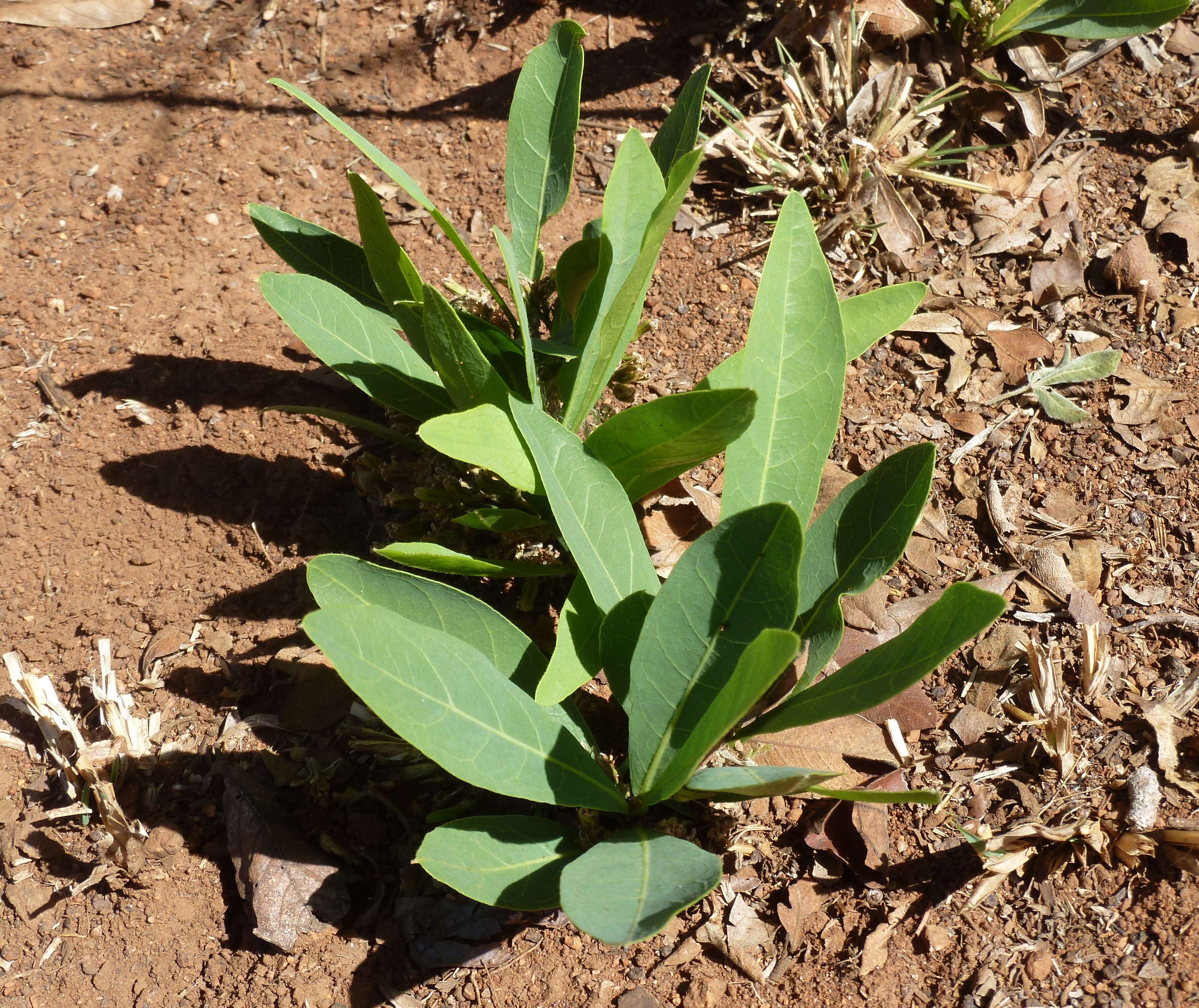 Imagem de Dichapetalum cymosum (Hook.) Engl.