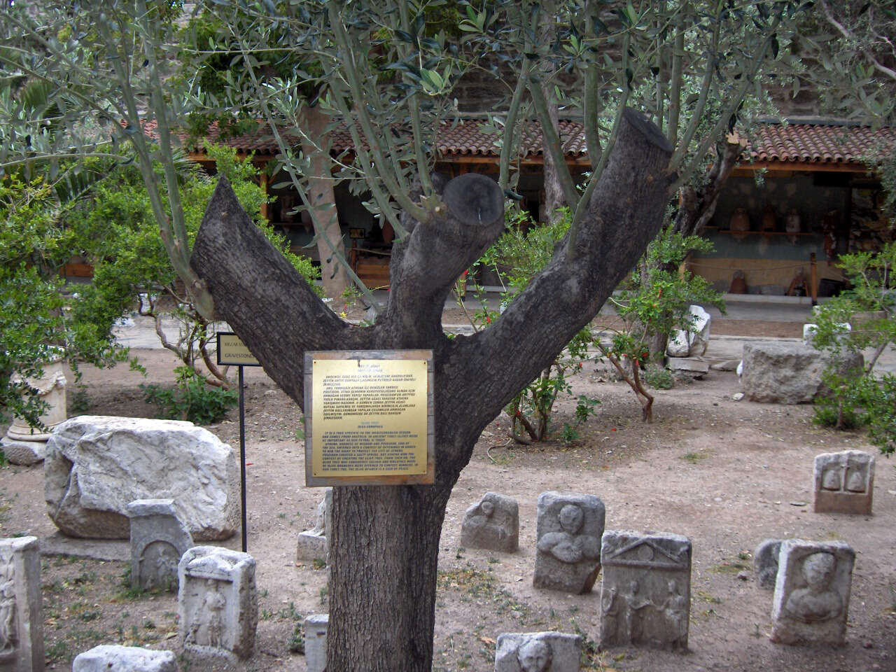 Image of olive tree