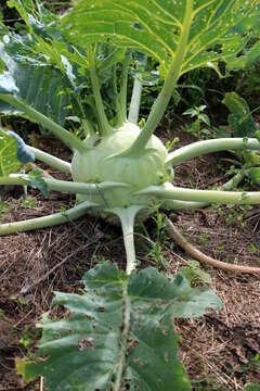 Image of kohlrabi