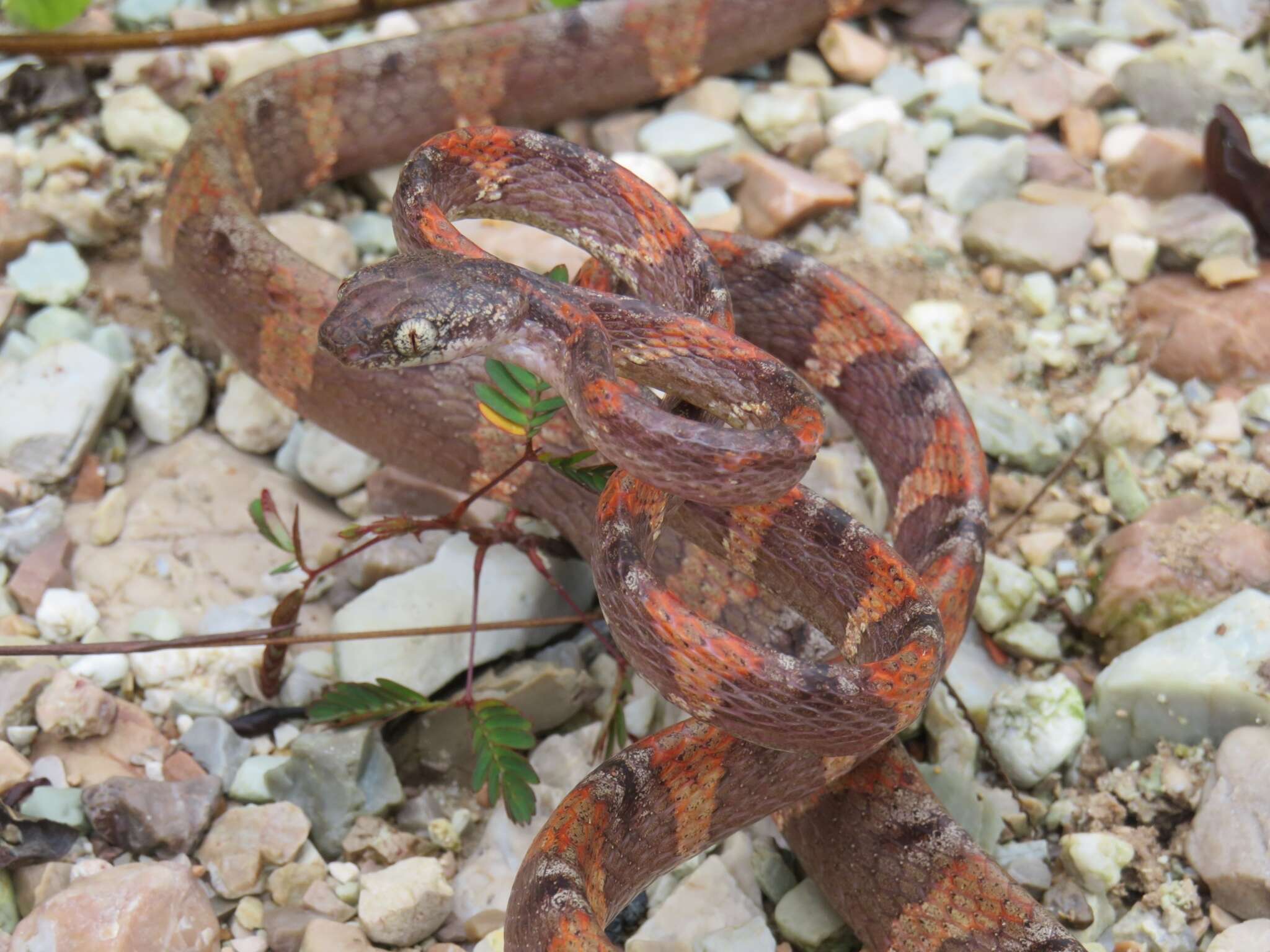 Image of Drapiez's Cat Snake