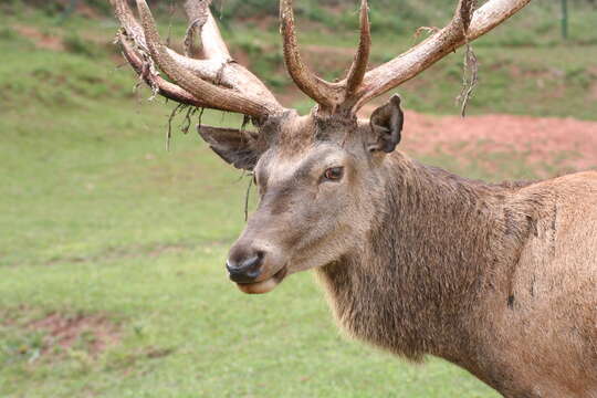 Image of Red Deer