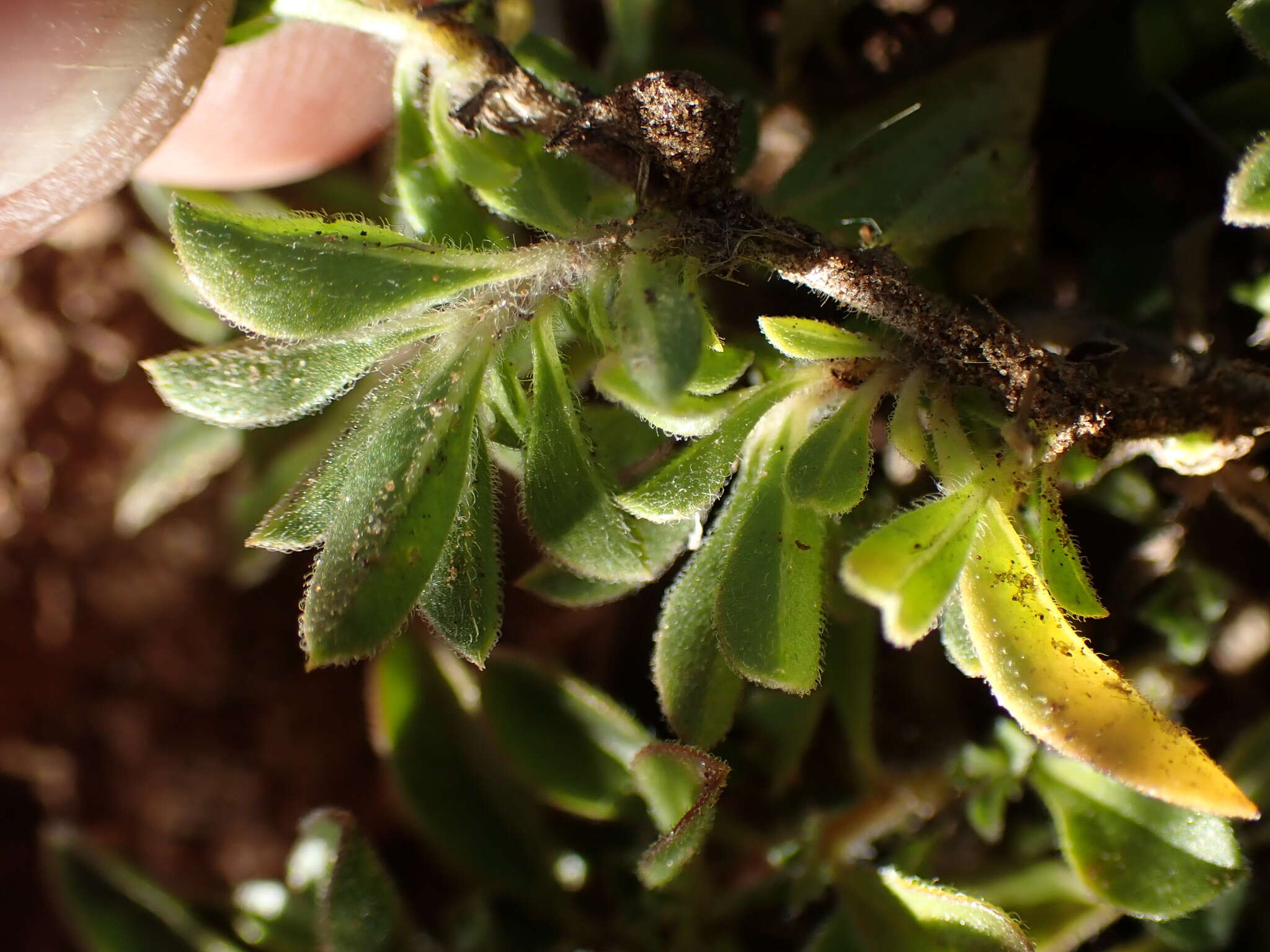 Image of Aptosimum elongatum Engl.