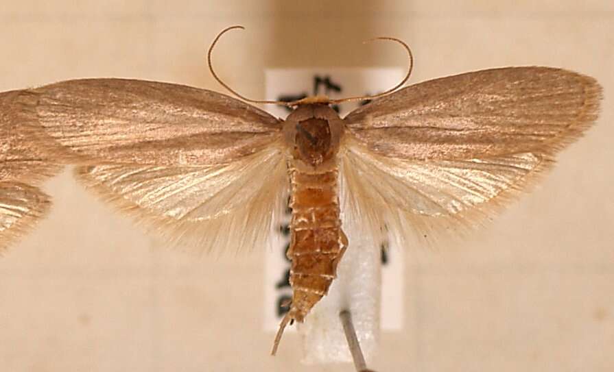 Image of Lesser Wax Moth