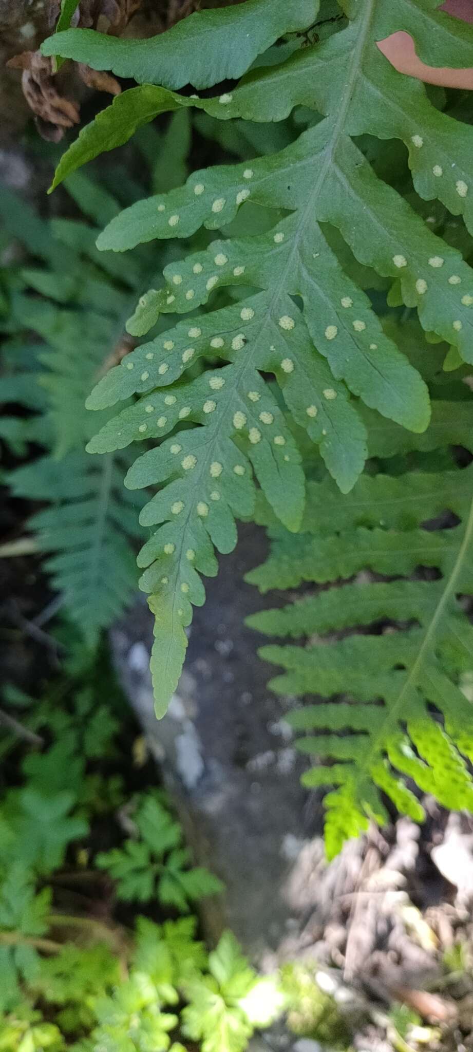 Слика од Polypodium cambricum subsp. macaronesicum (Bobrov) Fraser-Jenkins