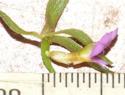 Image of Muraltia alopecuroides (L.) DC.