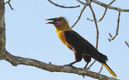 Image of Amazonian Oropendola