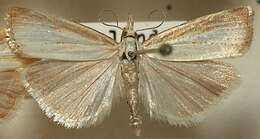 صورة Agriphila straminella