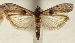 Nephopterix angustella Hübner 1796的圖片