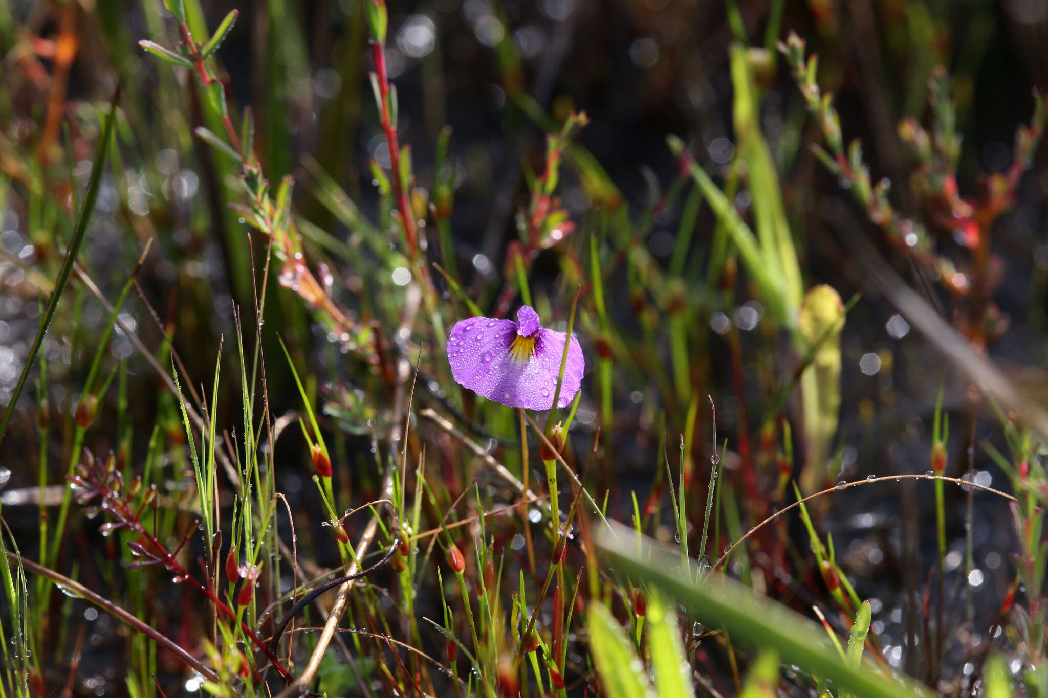 Image of Utricularia petertaylorii Lowrie