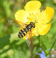 Image of Chrysotoxum elegans Loew 1841