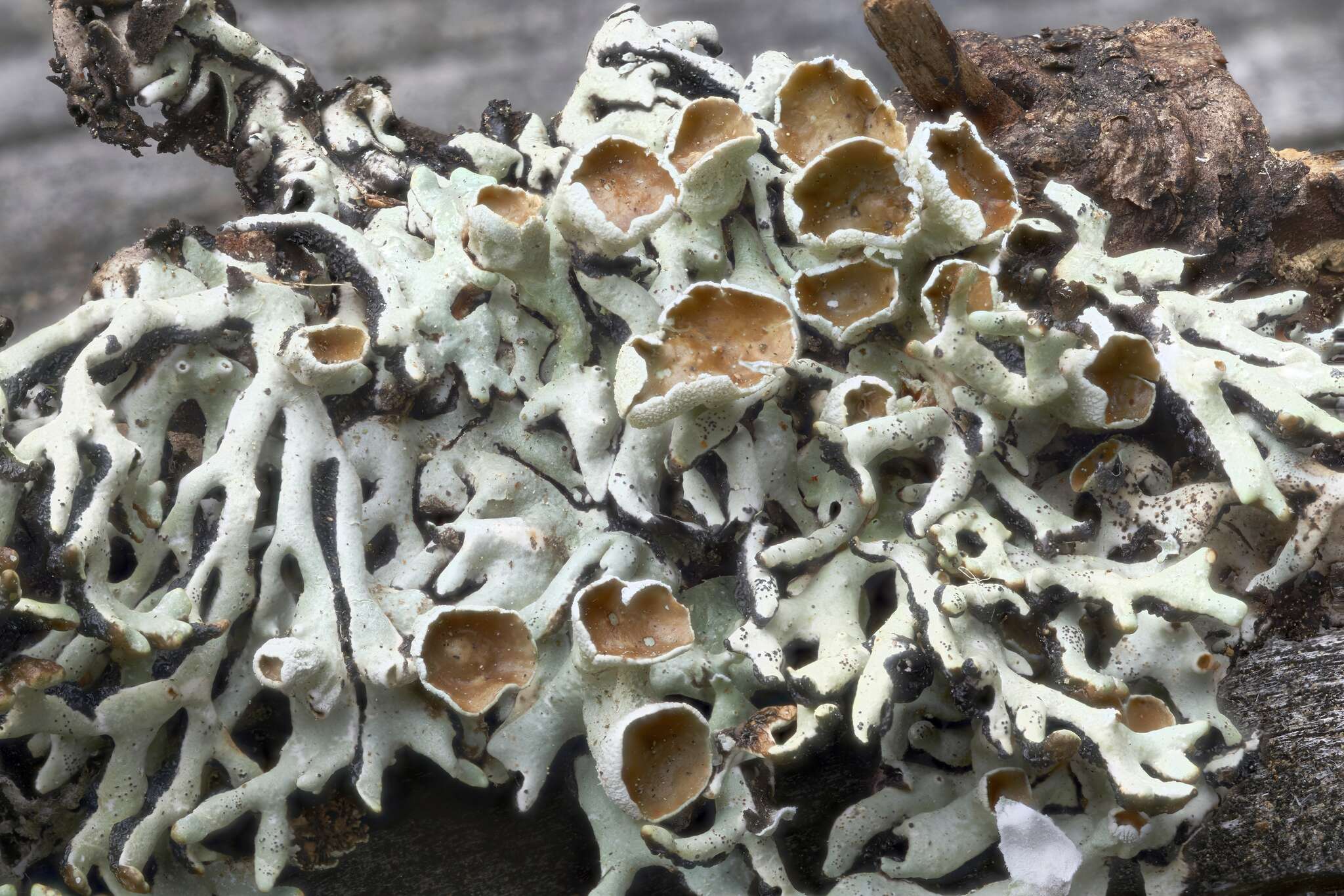 Image of Freckled tube lichen