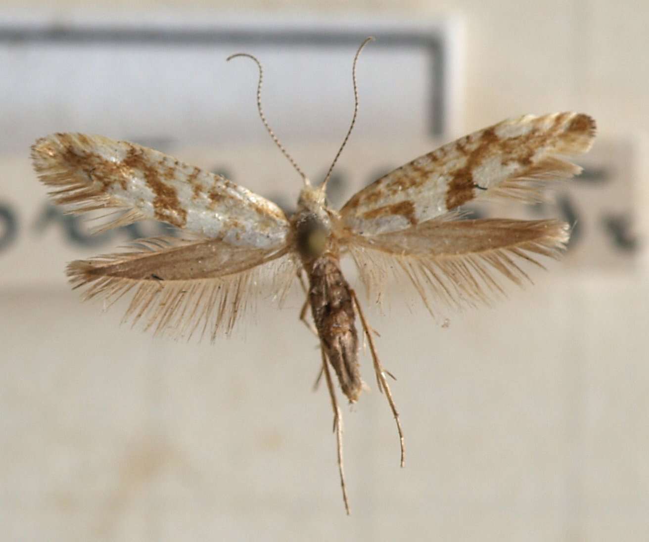 Image de Argyresthia sorbiella Treitschke 1835