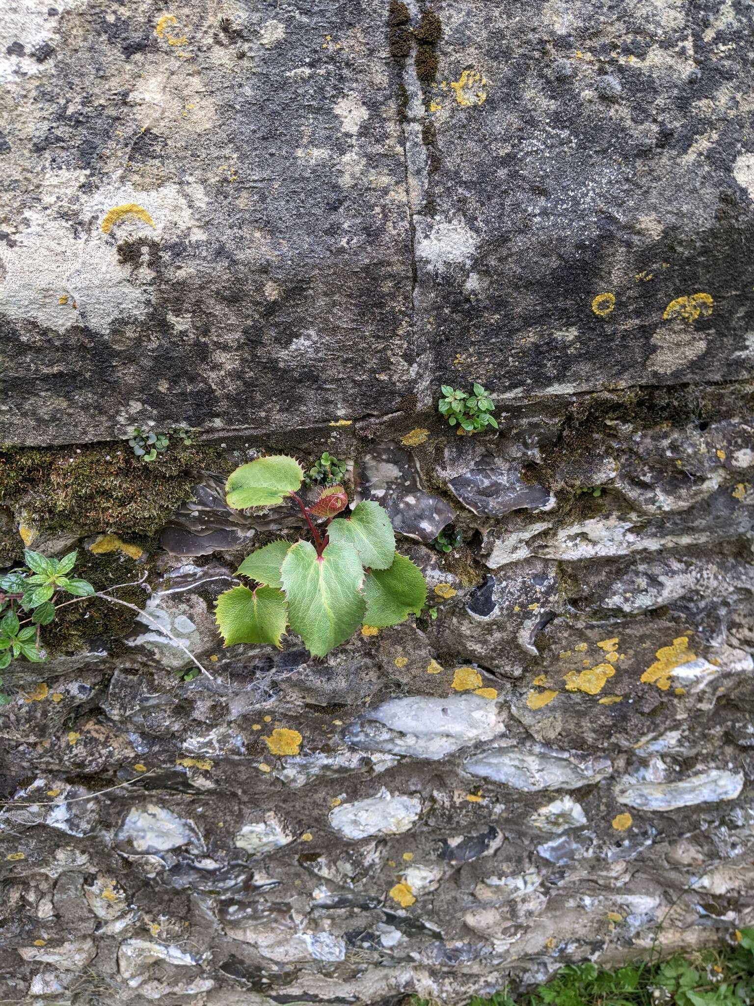 Image of livid hellebore