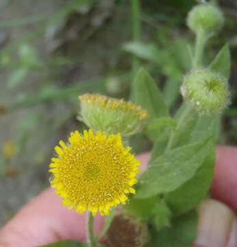 Image of Pulicaria scabra (Thunb.) Druce