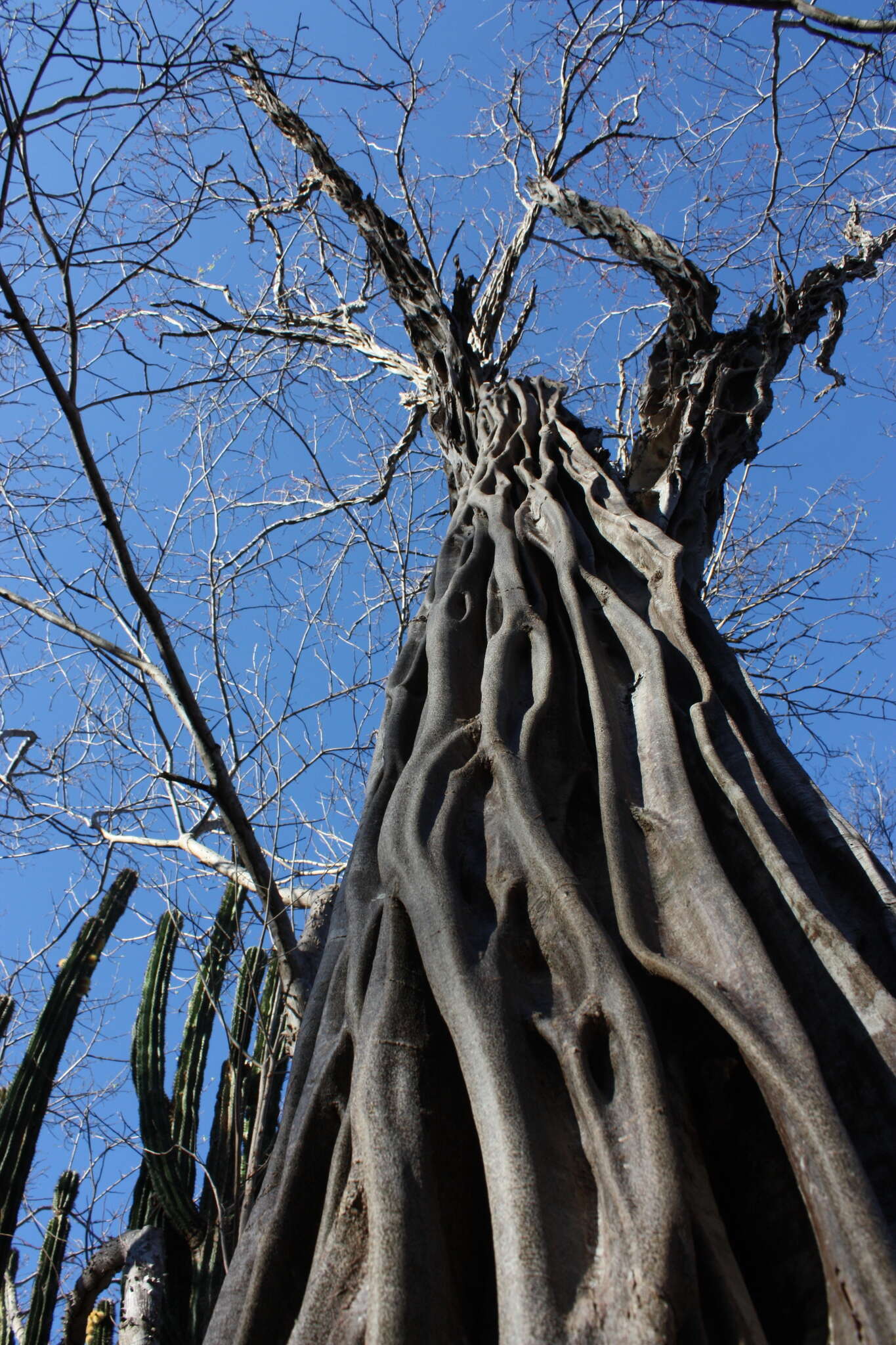 Image of haematoxylum