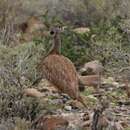 Imagem de Eupodotis vigorsii namaqua (Roberts 1932)