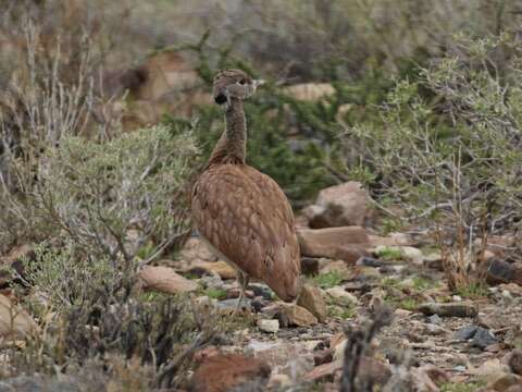 Image of Eupodotis vigorsii namaqua (Roberts 1932)