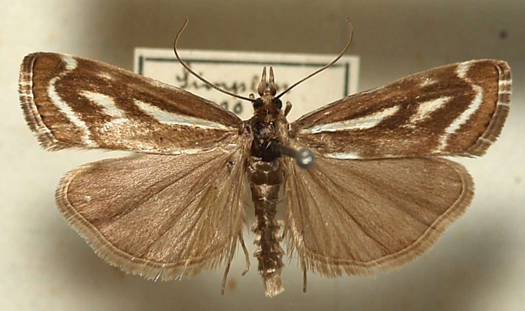 Image of Catoptria luctiferella Hübner (1810)