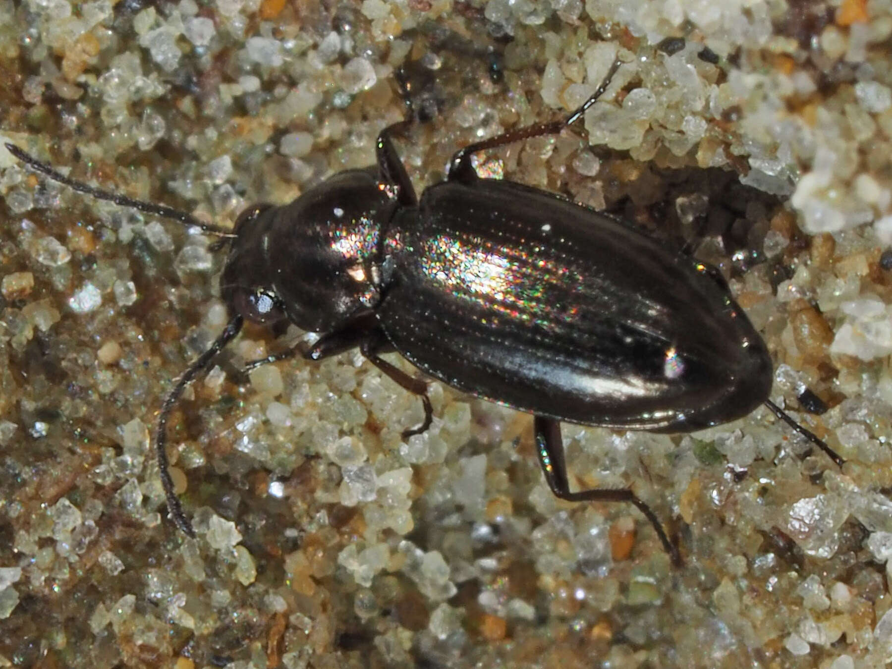 Plancia ëd Bembidion (Chlorodium) pygmaeum (Fabricius 1792)