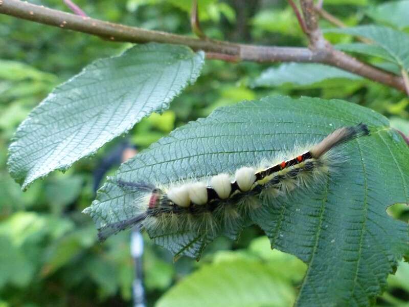 Image of <i>Orgyia leucostigma</i> var. <i>intermedia</i> Fitch