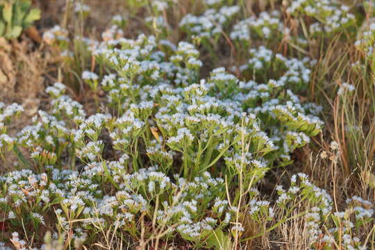 Imagem de Limonium thouinii (Viv.) O. Kuntze